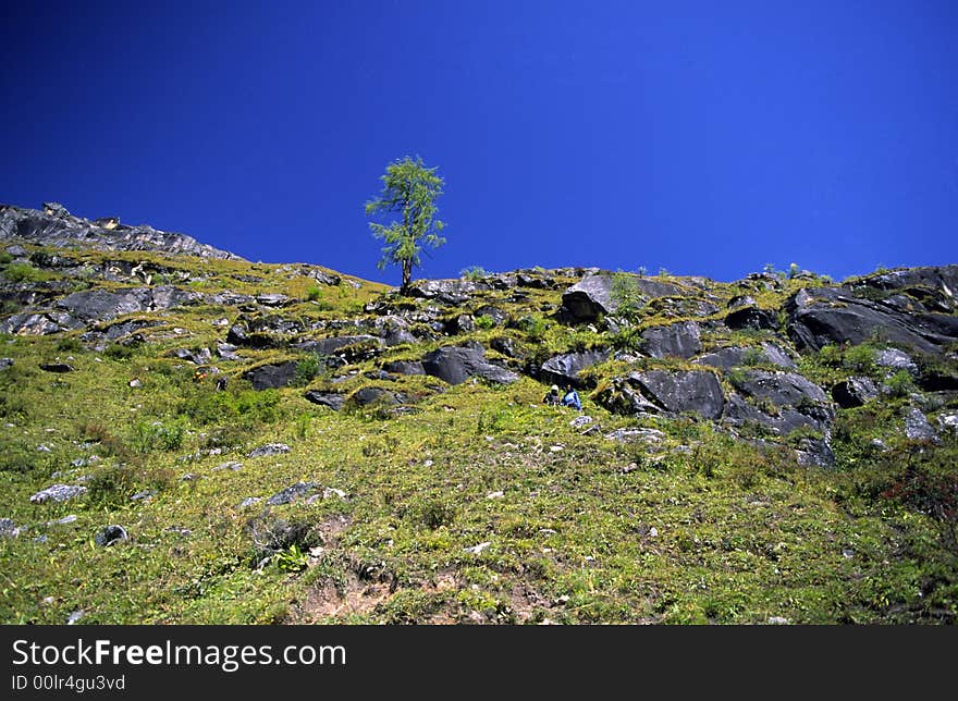 Single tree on the hill.Sichuan province,China.