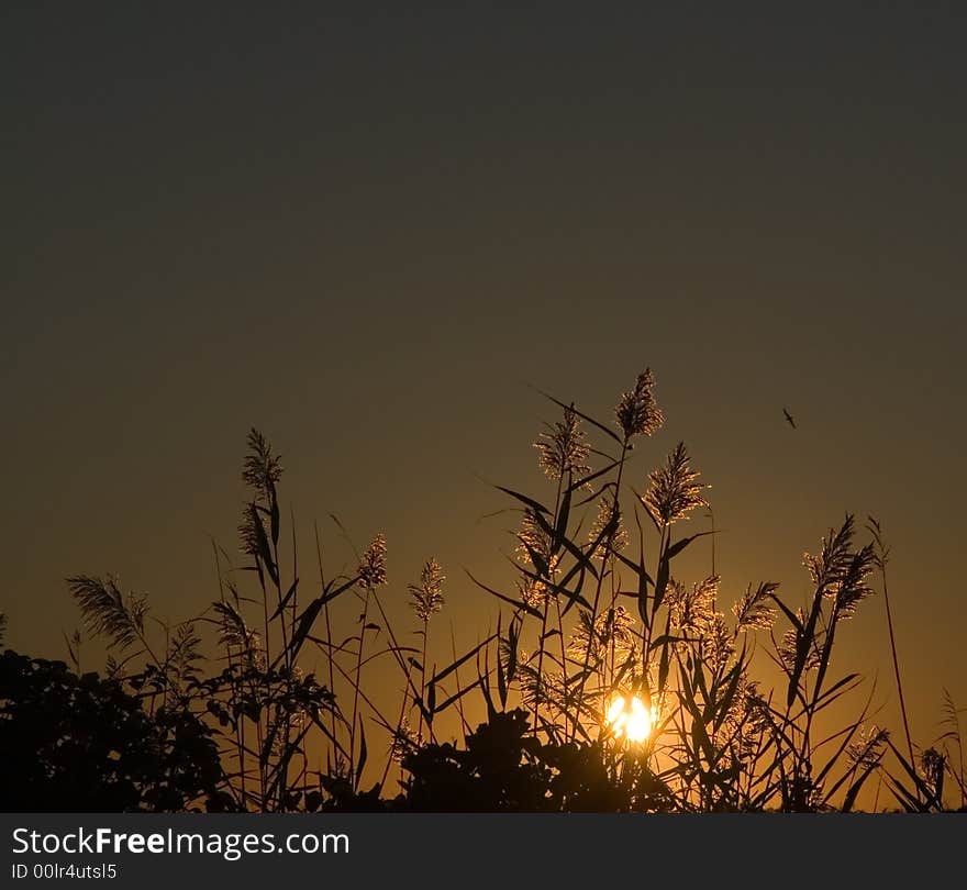 Elephant grass at dawn at Allens Pond in Dartmouth, MA, USA. Elephant grass at dawn at Allens Pond in Dartmouth, MA, USA