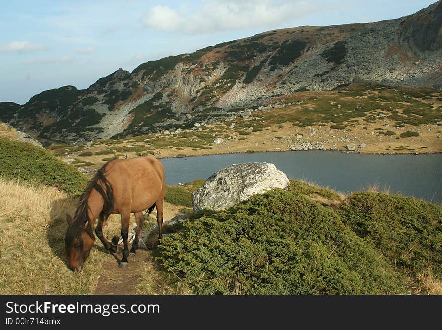 Horse in the Rila mountain, in front of a lake, Bulgaria, about 2400 m above the ocean. This mountain is famous with The Seven Rila lakes. Horse in the Rila mountain, in front of a lake, Bulgaria, about 2400 m above the ocean. This mountain is famous with The Seven Rila lakes