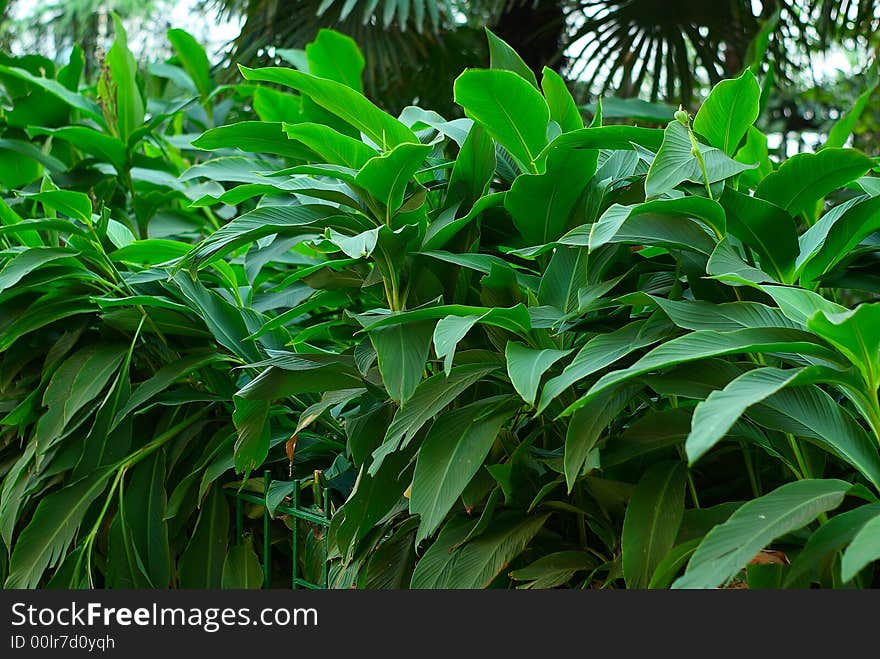 Green leaves