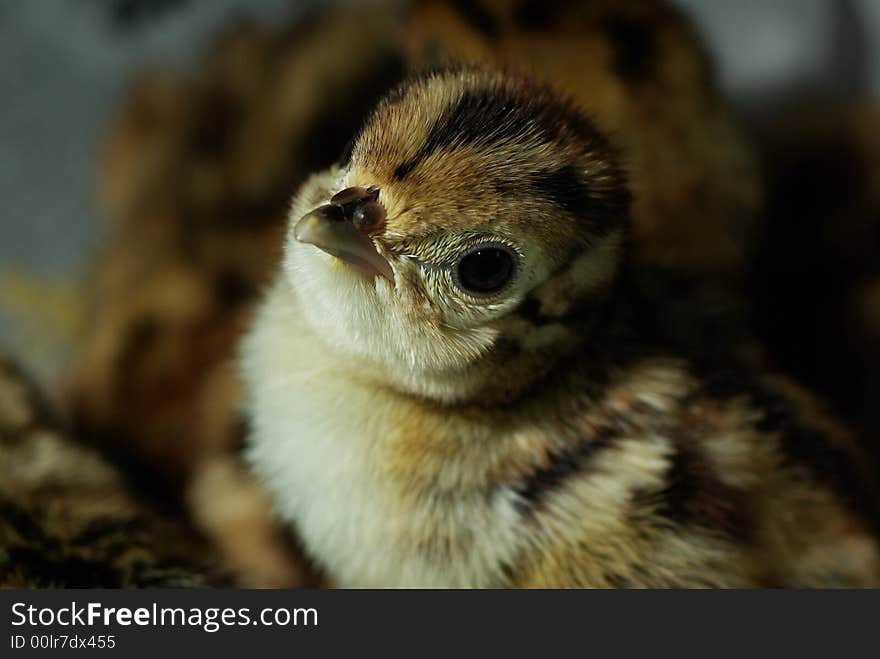 A lovely chick with brown soft feather. A lovely chick with brown soft feather