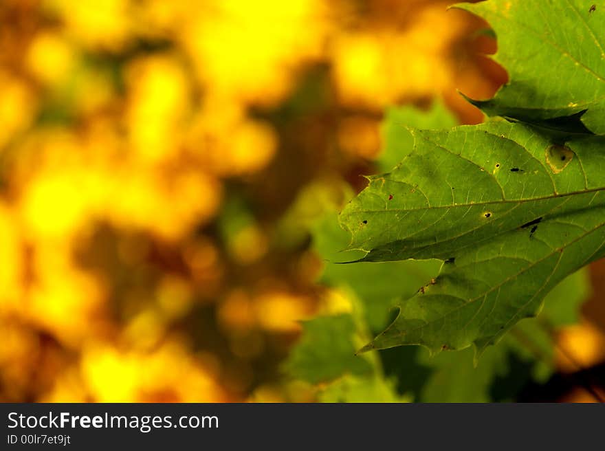 Detail of green maple leaf on yellow autumn background. Detail of green maple leaf on yellow autumn background.