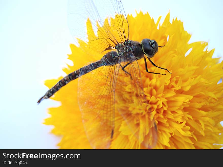 Dragon fly resting on  yellow flower. Dragon fly resting on  yellow flower