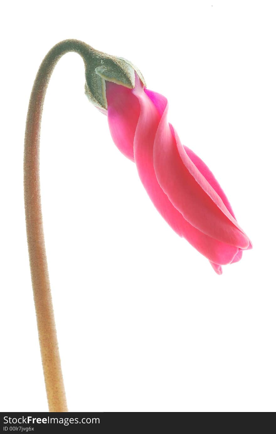 Red flower against white background. Red flower against white background