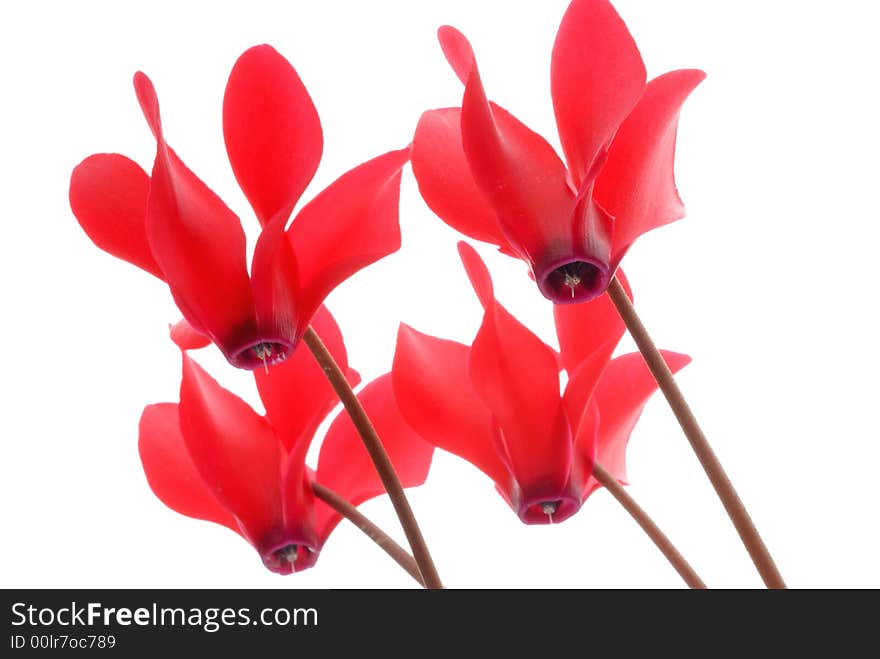 Red flowers against white background