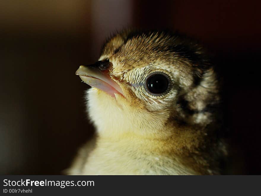 A lovely chick with brown soft feather. A lovely chick with brown soft feather