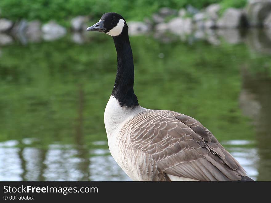 Canadian Goose