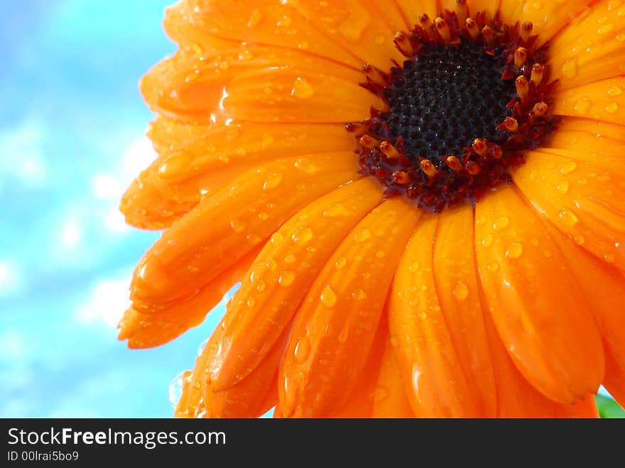 Water drop on orange gerber flower