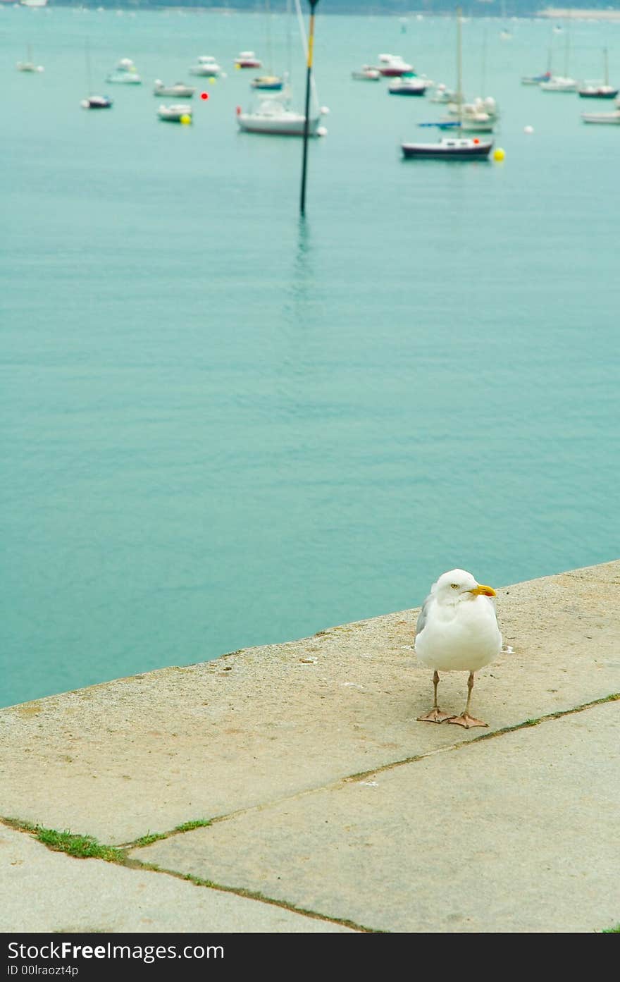 Seagull