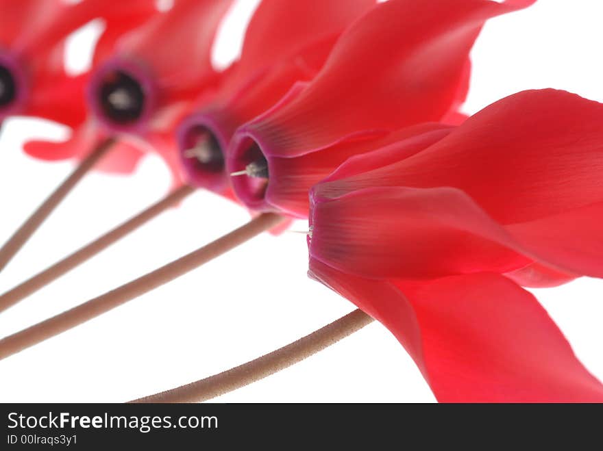 Red flowers on white background