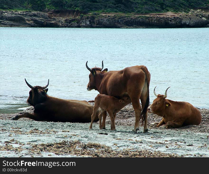 Cow on Piscinni Beach near Capo Malfatano (South Sardinia - Italy). Cow on Piscinni Beach near Capo Malfatano (South Sardinia - Italy).