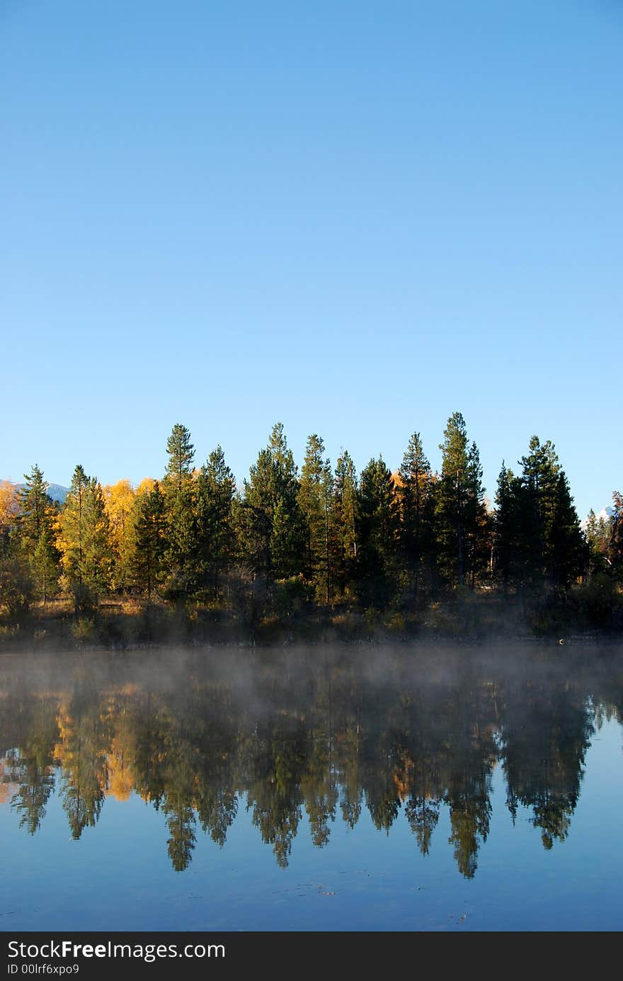 Trees reflecting in the water. Trees reflecting in the water