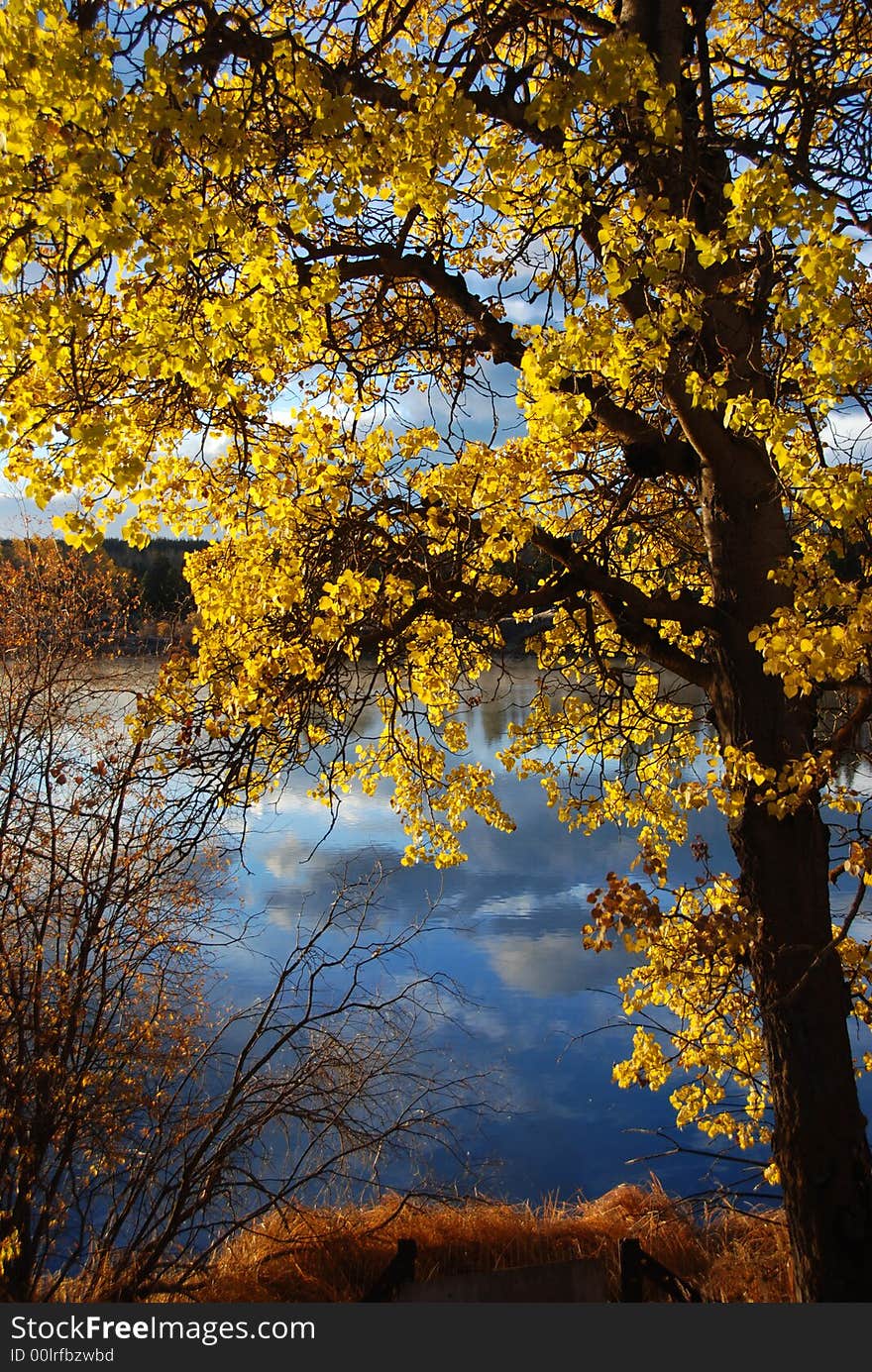 Tree in fall on a lake. Tree in fall on a lake