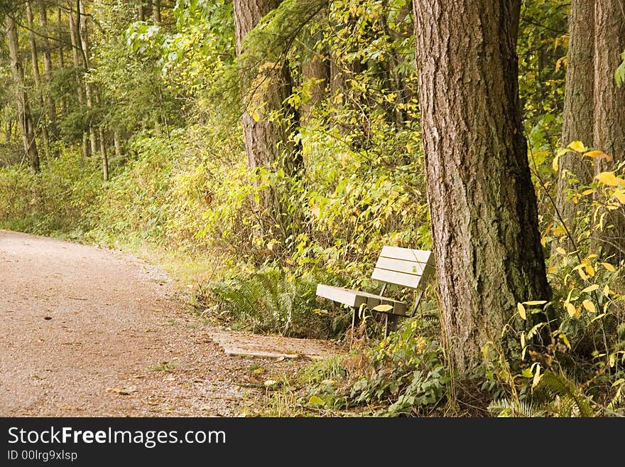 Green Bench And Pines