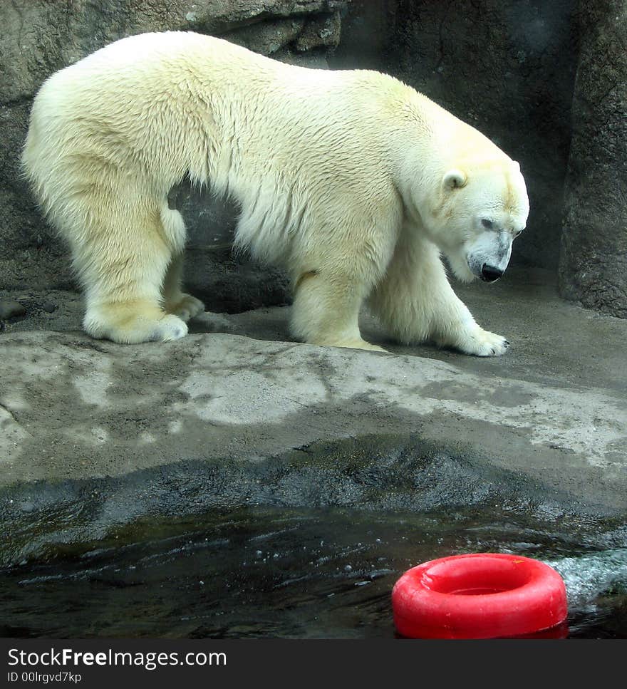 This polar bear, was putting on a show for the people behind the glass. There was no trainer, he was just a show off!. This polar bear, was putting on a show for the people behind the glass. There was no trainer, he was just a show off!