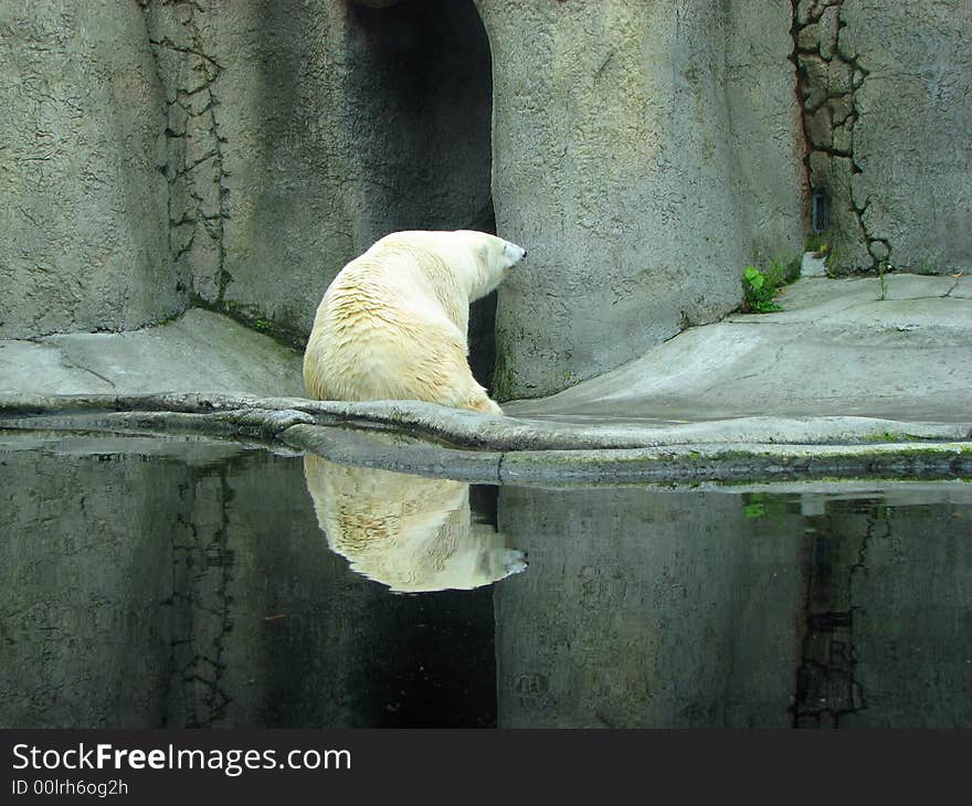 This shot was taken at the Oregon Zoo. The setting was perfect, and the bear sat there just long enough for me to set up the shot and then he got up, and walked in behind the wall, out of sight.  Wow, was he ever HUGE. This shot was taken at the Oregon Zoo. The setting was perfect, and the bear sat there just long enough for me to set up the shot and then he got up, and walked in behind the wall, out of sight.  Wow, was he ever HUGE.