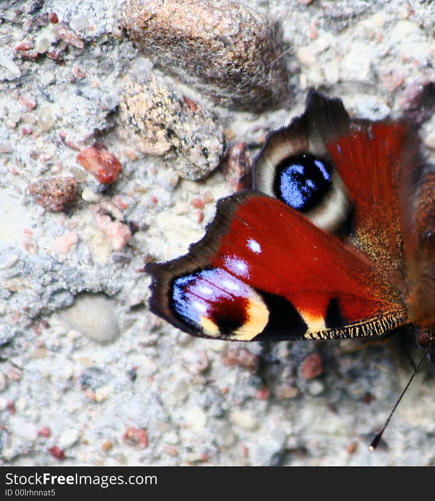 Colorful Butterfly on the stone floor