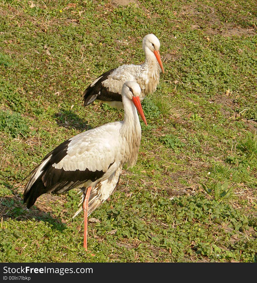 They two storks which found shelter in botanical garden.