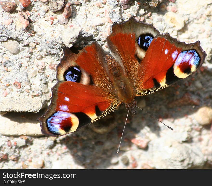 Colorful Butterfly on the stone floor