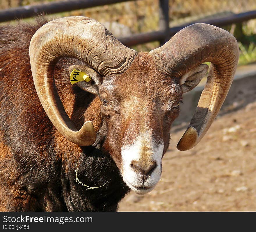 portrait close-up; impressive horns. portrait close-up; impressive horns.