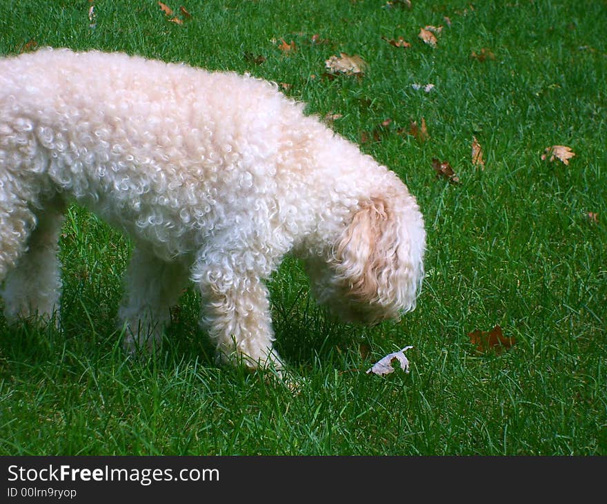 Dog looking at the grass. Dog looking at the grass