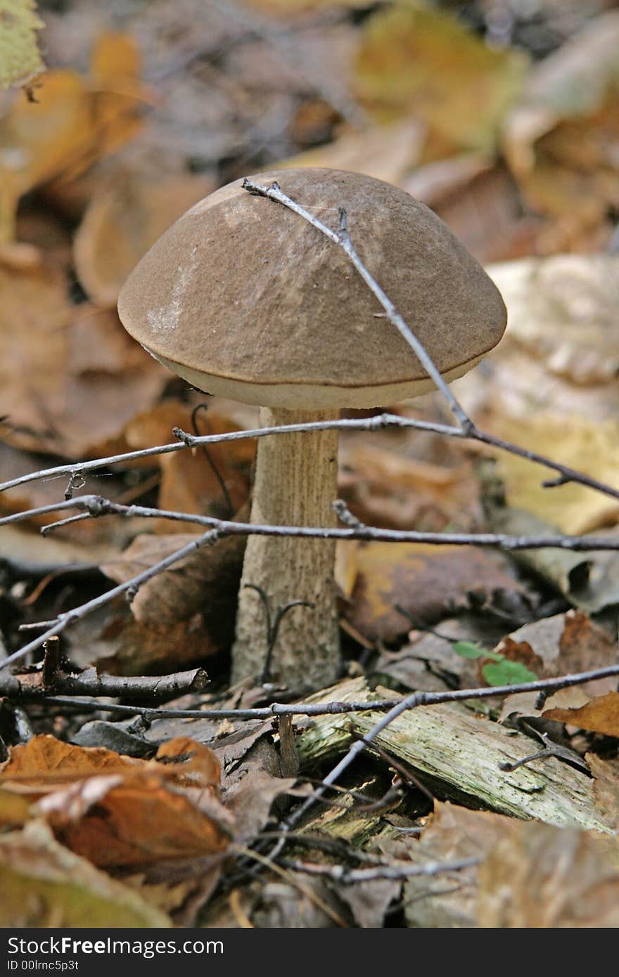 Russian mushroom