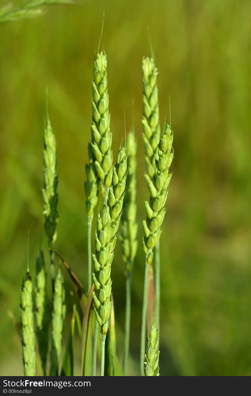 Close up shot of freshly grown grains