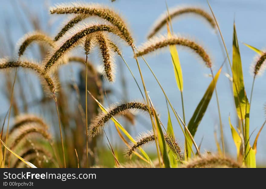 Tall Grass