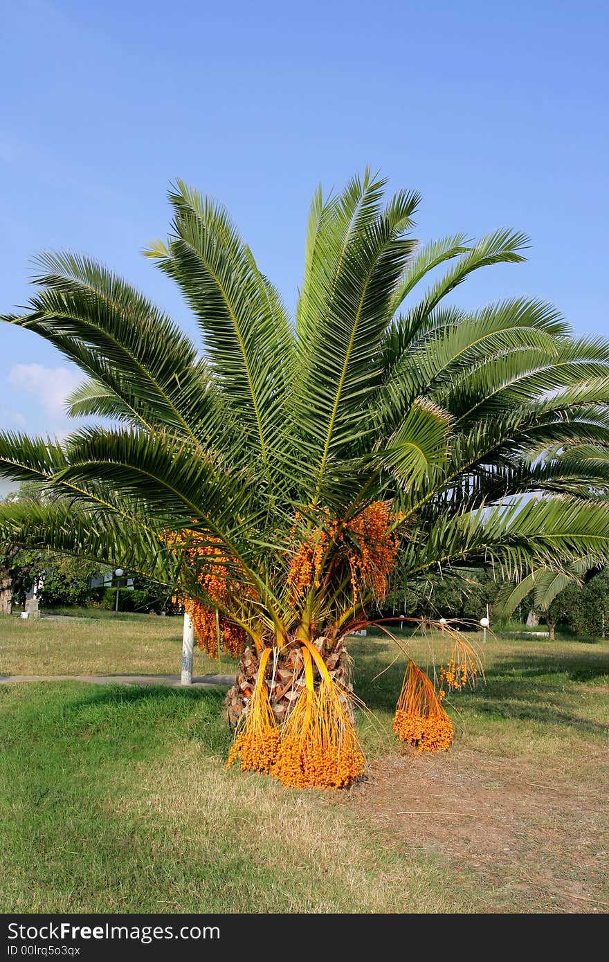 Big palm in greece on holiday