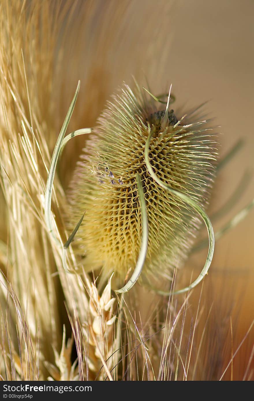 Prickle of a dry thistle. A close up