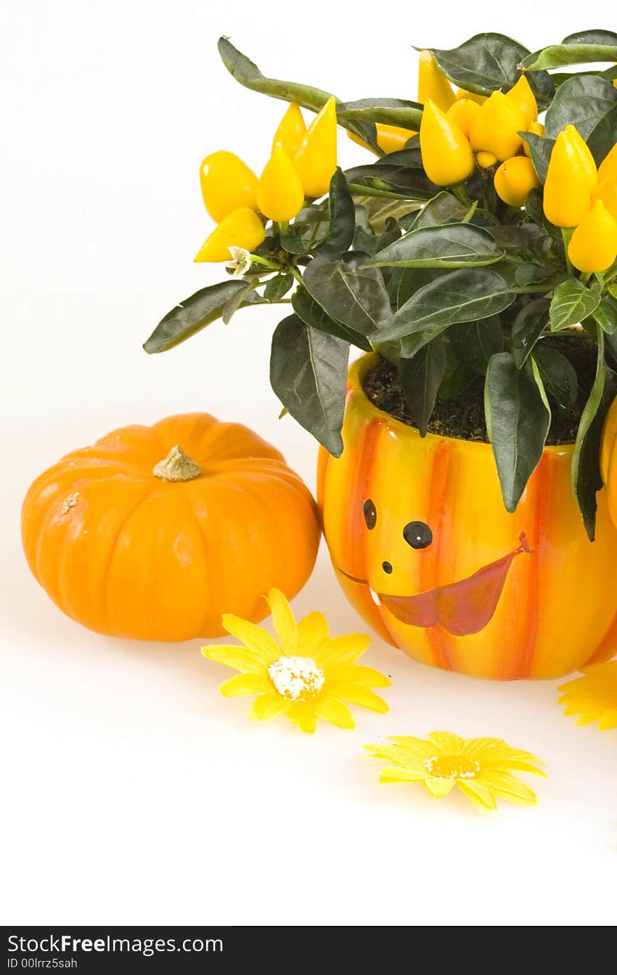 Orange Pumpkins for Haloween Isolated on White Background