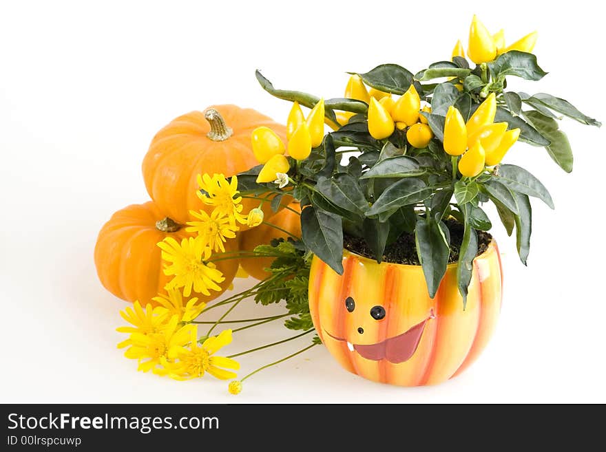 Orange Pumpkins for Haloween with flowers on White Background