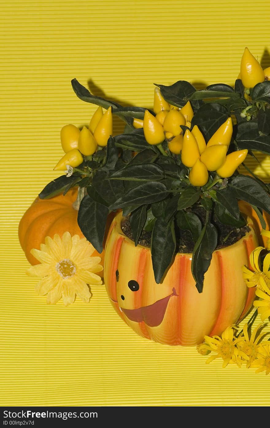 Orange Pumpkins for Haloween and flowers