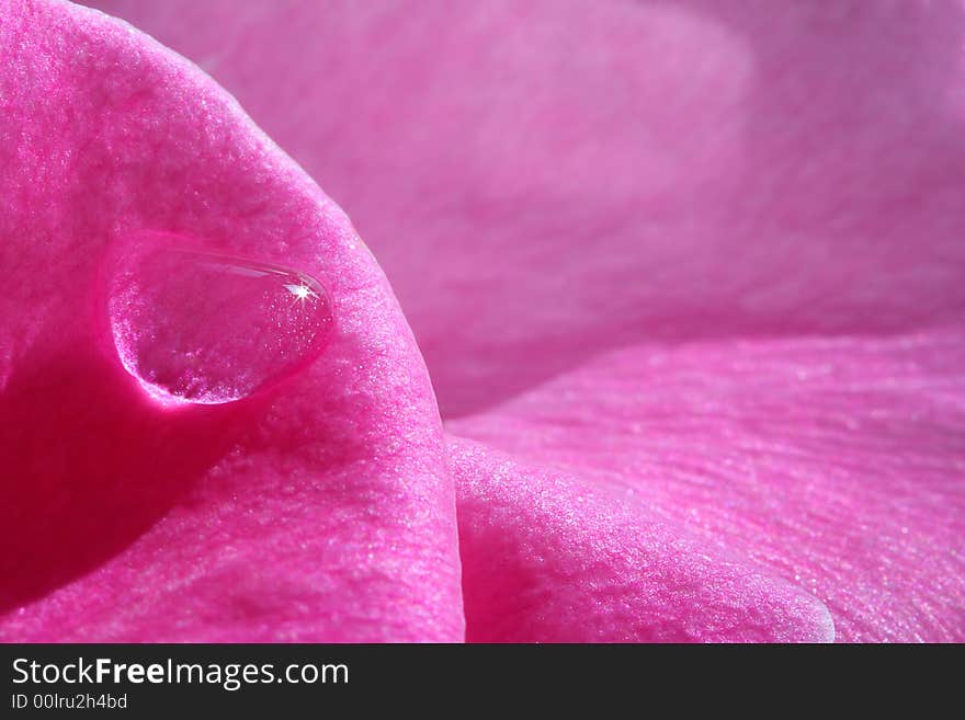 Beautiful shiny droplet on rose petal