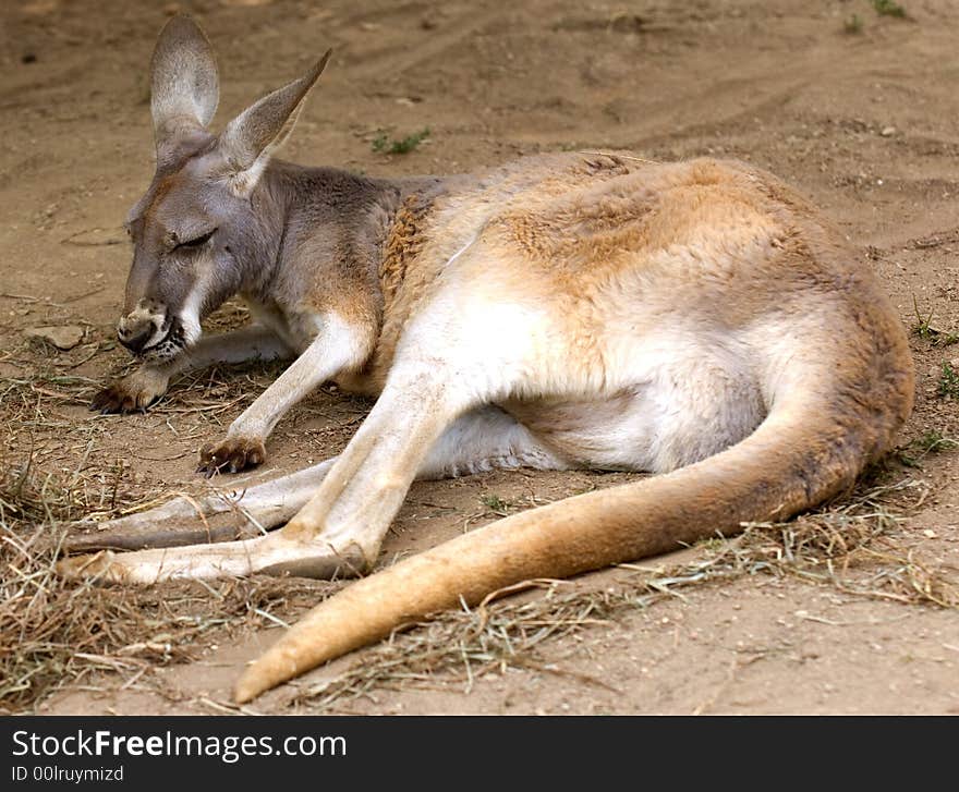 Kangaroo