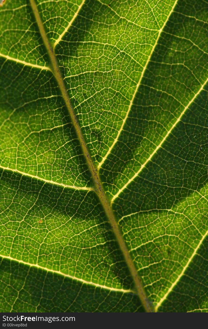 Texture, background of green leaf. Texture, background of green leaf