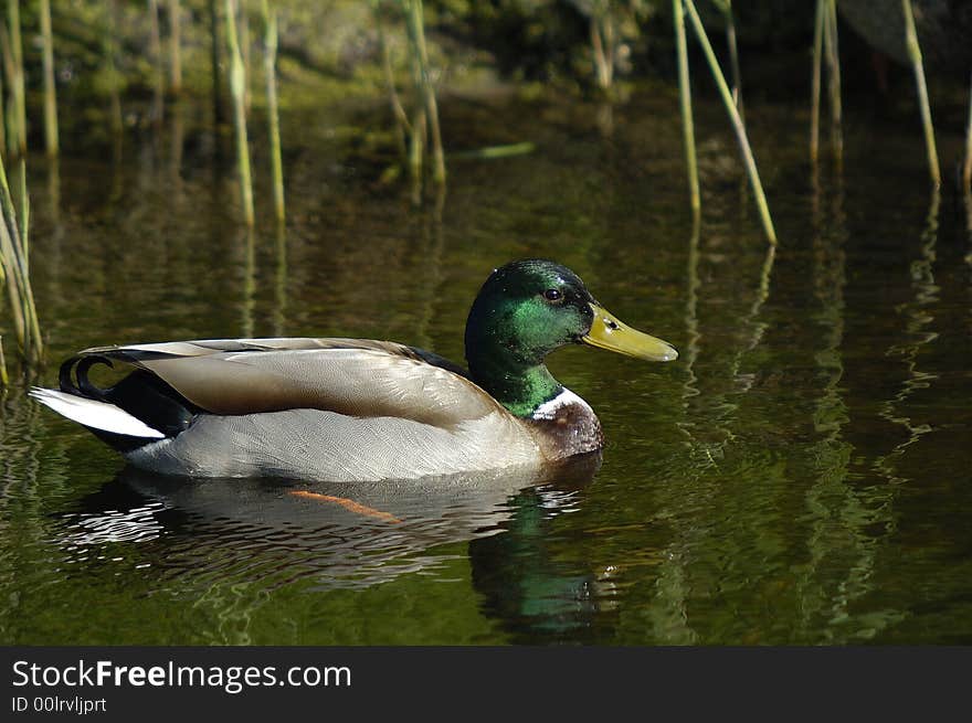 A mallard is swimming untroubled in calm waters during springtime. Northwestern part of The Netherlands. A mallard is swimming untroubled in calm waters during springtime. Northwestern part of The Netherlands.