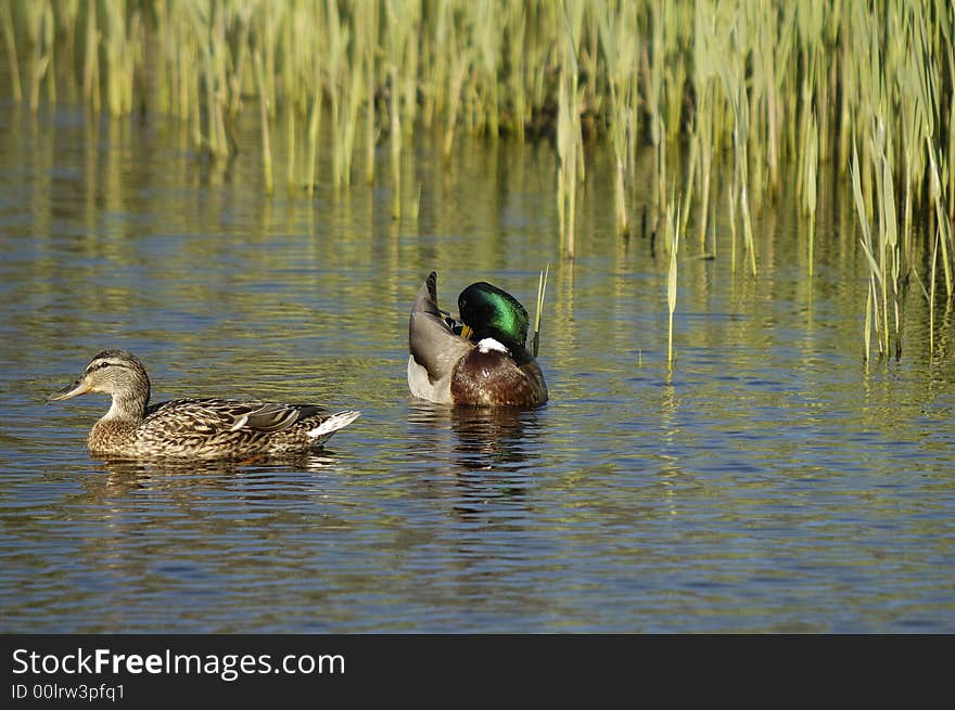 Pair Of Mallards_27