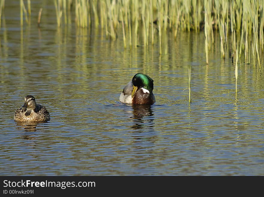 Pair Of Mallards_38