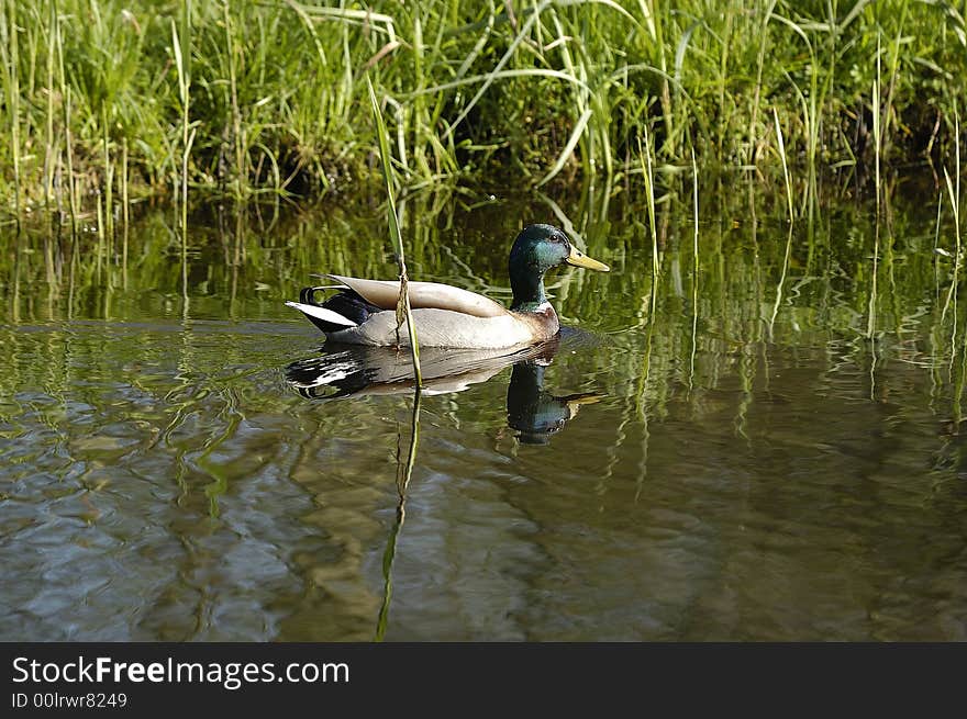 A mallard is swimming untroubled in calm waters during springtime. Northwestern part of The Netherlands. A mallard is swimming untroubled in calm waters during springtime. Northwestern part of The Netherlands.