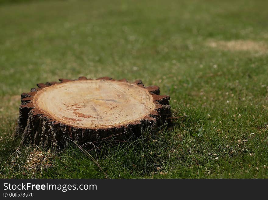 After a tree been saw down. After a tree been saw down