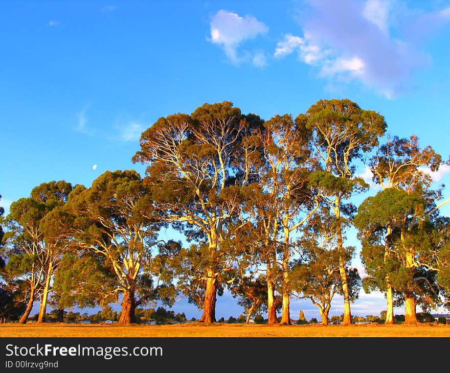 Tree In The New Zealand