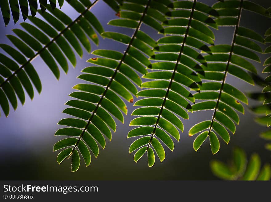 Abstract composition, leaf of green plant. Abstract composition, leaf of green plant