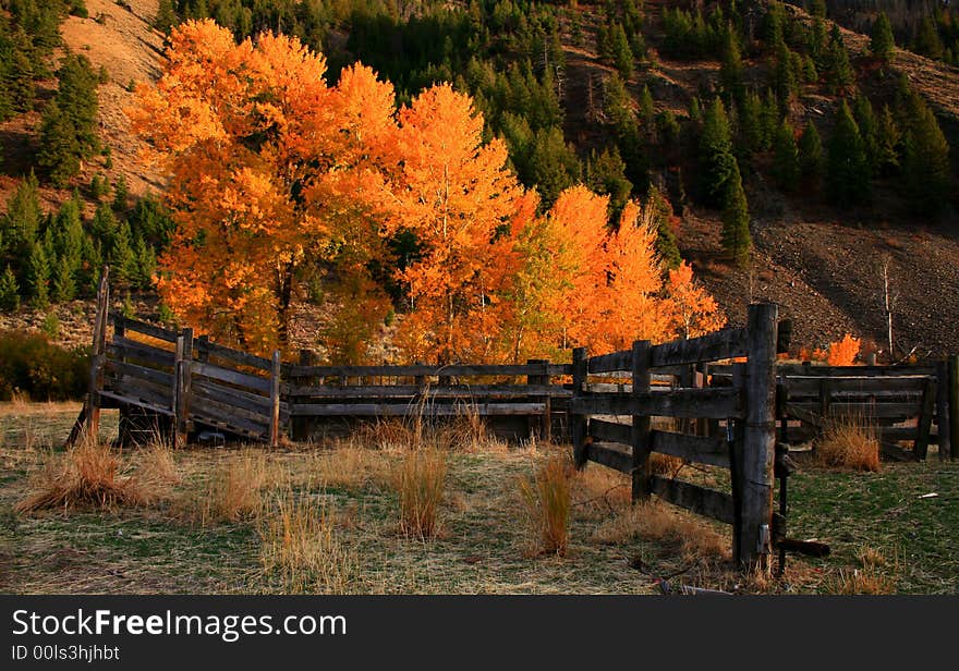 Quigley creek corral and load chute, central Idaho autumn