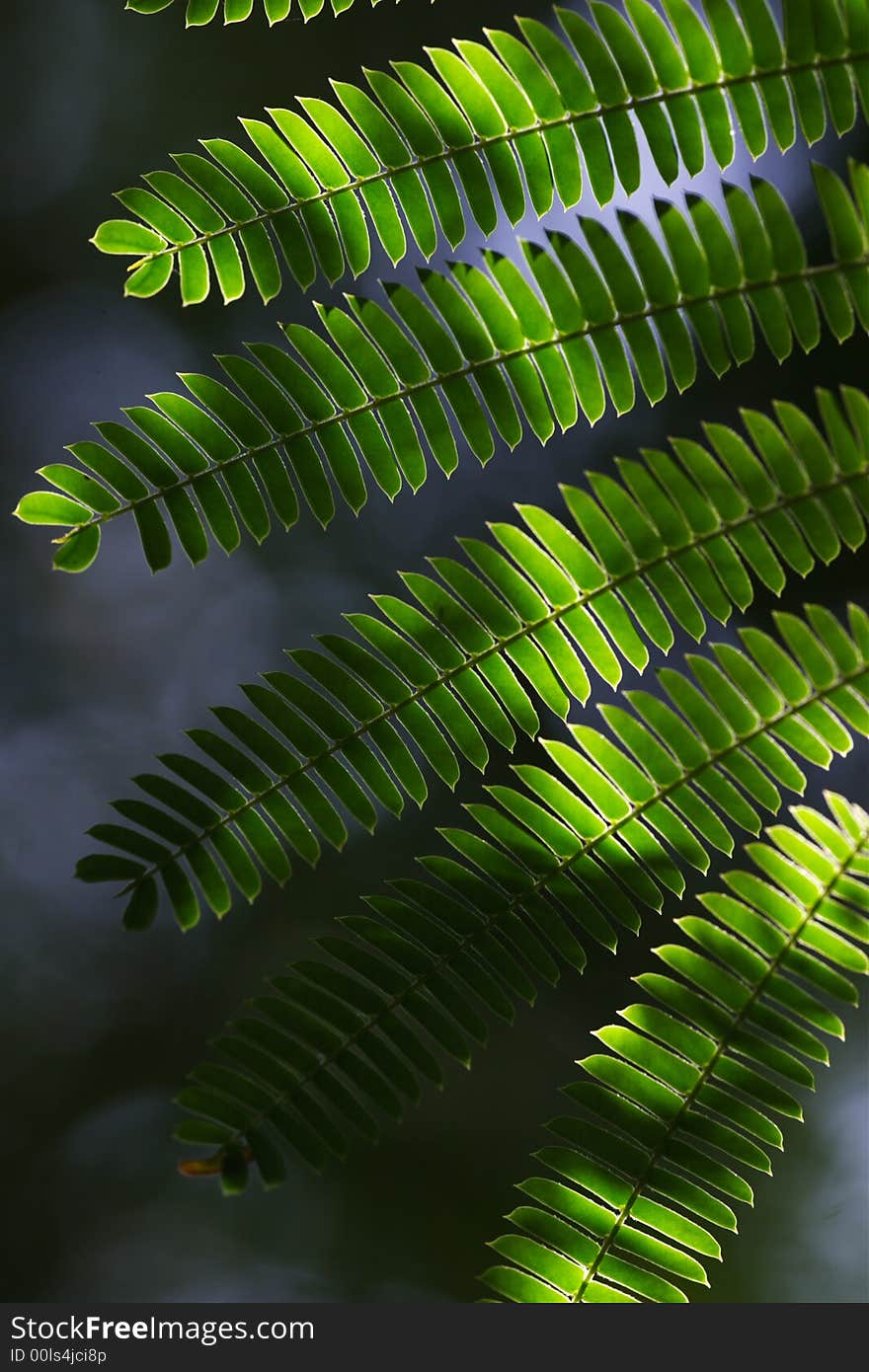 Abstract composition, leaf of green plant. Abstract composition, leaf of green plant