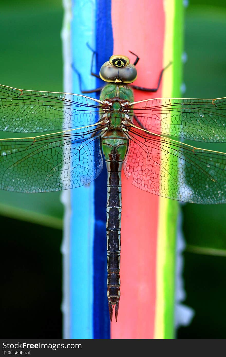 Green Darner with a white-sided tail clinging to a colorful rainbow candle. Green Darner with a white-sided tail clinging to a colorful rainbow candle.