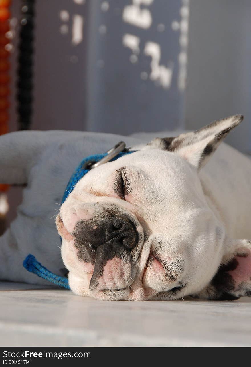 A bulldog sleeping in front of a souvenir shop in Greece. A bulldog sleeping in front of a souvenir shop in Greece