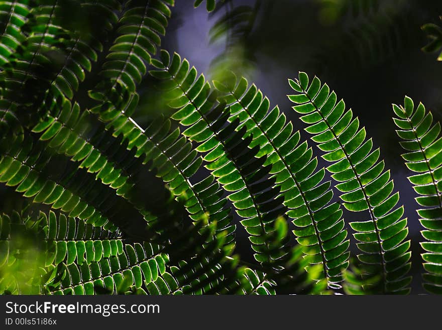 Abstract composition, leaf of green plant. Abstract composition, leaf of green plant