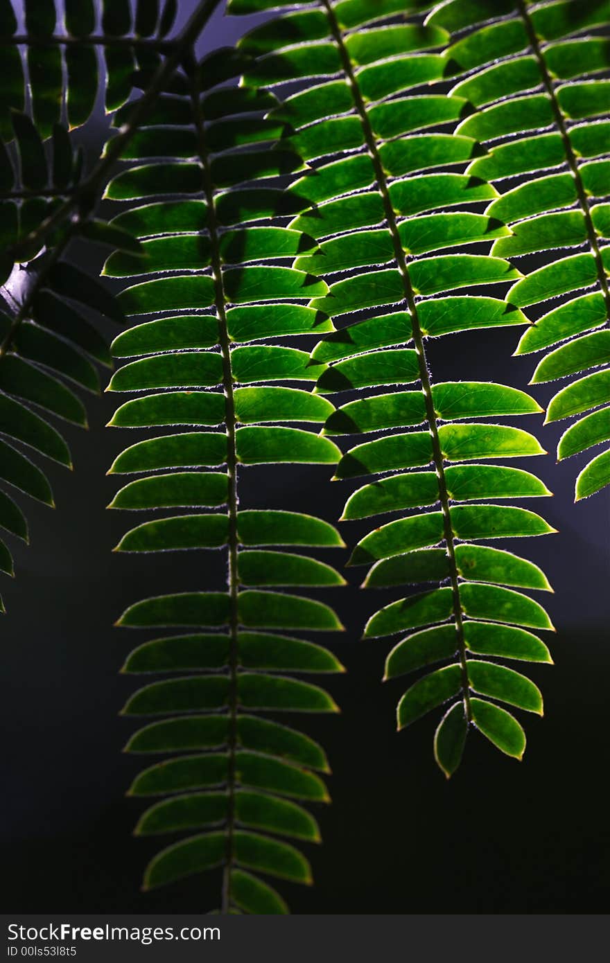 Abstract composition, leaf of green plant. Abstract composition, leaf of green plant