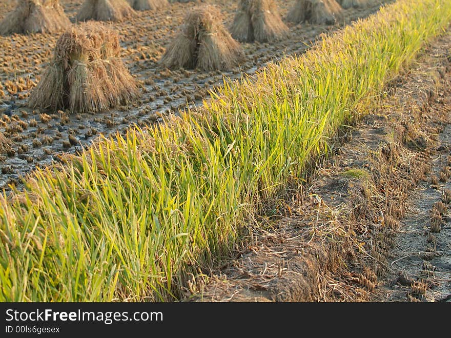 A ridge of paddy rice is ready cut. A ridge of paddy rice is ready cut.